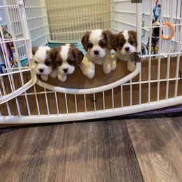 Cavalier King Charles Spaniel Puppies from Mia Loves Kingston Cavaliers