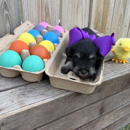 Purple girl - Black and silver female Miniature Schnauzer puppy in Garrison, Texas from RNH Schnauzers
