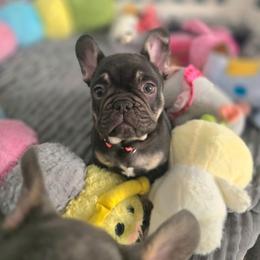 7even - Liver female French Bulldog puppy in Fayetteville, North Carolina from Burger's Pups