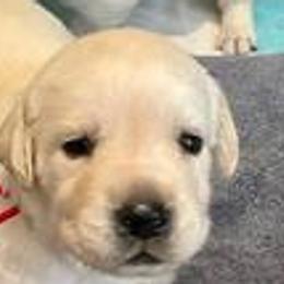 Boy 4 - Yellow Labrador Retriever puppy in Hutto, Texas from Texas Bluebonnet Labs