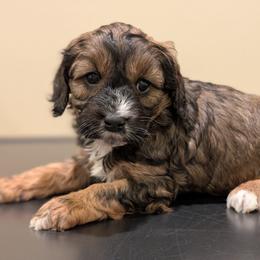 LoveBug - Sable female Cavapoo puppy in Coshocton, Ohio from Forever Family Puppies