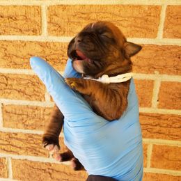 Boxer Puppies from SmashBox Kennel