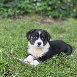 Jett - Black and white male Cardigan Welsh Corgi puppy in Hope, Arkansas from Foxy Knoll Farm
