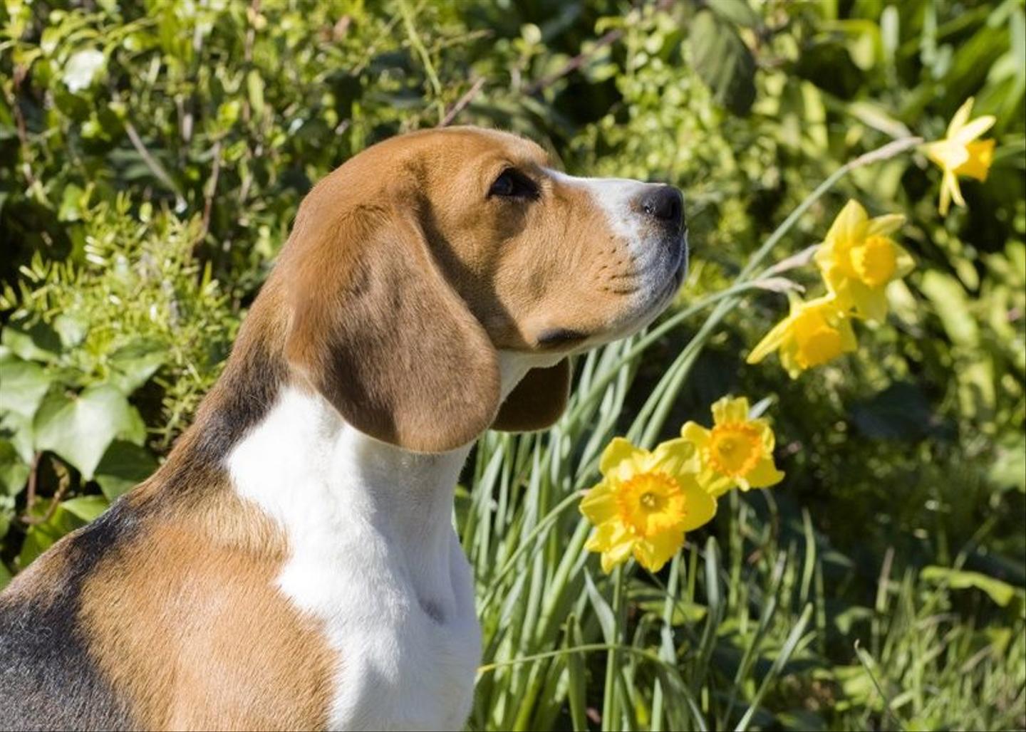 Beagle side profile with flowers in the background