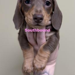 Sailor - Chocolate and tan female Dachshund puppy in Leoma, Tennessee from Southbound Kennel