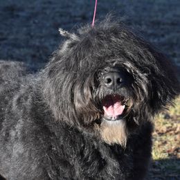 Logan - Bouvier des Flandres