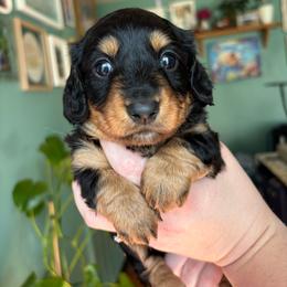 Dahlia - Black and tan female Dachshund puppy in Jacksonville, North Carolina from Lizzie’s Doxies