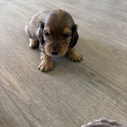 Dachshund puppies from Dixie Doxies