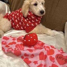 Amor - Apricot male Poodle puppy in Mobile, Alabama from Semmy’s Standard Poodle LLC