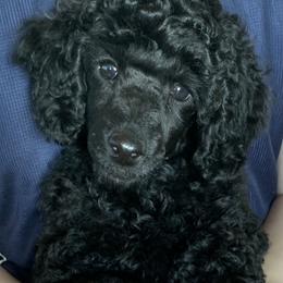 Dachshund and Poodle Puppies from Arkansas Standard Poodles & Dachshunds