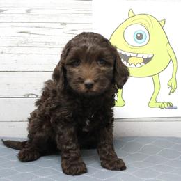 Green collar Mike - Chocolate male Australian Labradoodle puppy in Provo, Utah from EllsWORTH Labradoodles LLC