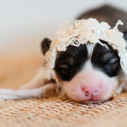 Jackpot - Red female Pembroke Welsh Corgi puppy in Mona, Utah from Sorensen Corgis