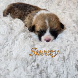 Boy 3 - Pembroke Welsh Corgi puppy from Five Heart's Corgis