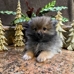 Rambo - Beaver sable male Pomeranian puppy in San Jacinto, California from Savvypomeranians