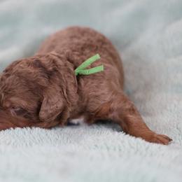 Dobby - male Golden Mountain Doodle puppy in Murray, Utah from Good Looking Dogs