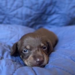 Rusty - Chocolate and tan male Dachshund puppy in Guthrie, Oklahoma from Kingdom Mini Dashchunds
