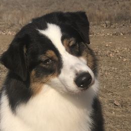 Spot - Australian Shepherd