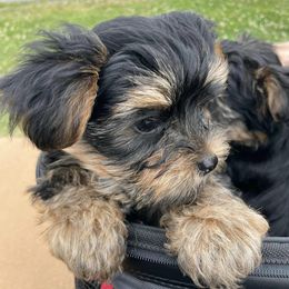 Yorkshire Terriers from The Perfect Yorkie