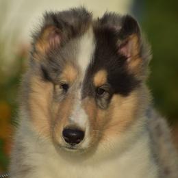 Neapolitan - Blue merle white and tan male Collie puppy in Danville, Pennsylvania from Brookwood Collies, Smooth & Rough