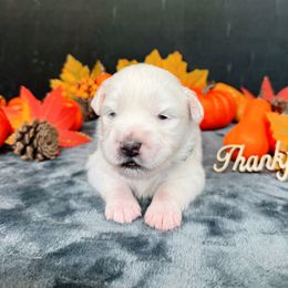 Boy 1 - male American Eskimo Dog puppy in Live Oak, Florida from Pecan Ridge Puppies