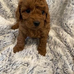 Girl 1 - Red  female Poodle puppy in Anaheim, California from Amelia's Poodles