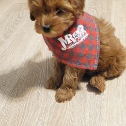 Aussiedoodle, Goldendoodle, and Miniature Australian Shepherd Puppies from JMR Aussies and Doodles