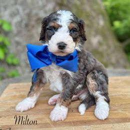 Milton Hersey - Merle male Bernedoodle puppy in Thornville, Ohio from Four Front Doodles & Friends