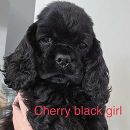 Cherry - Black female Cocker Spaniel puppy in Port Washington, New York from Belive in Dreams Cockers