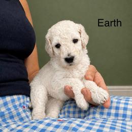 Earth - White female Poodle puppy in Greenwich, New York from MizzElle’s Standard Poodles
