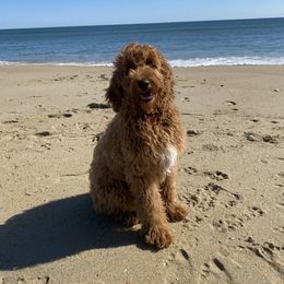 Goldendoodle All Grown Up from Doodlesbyhoney