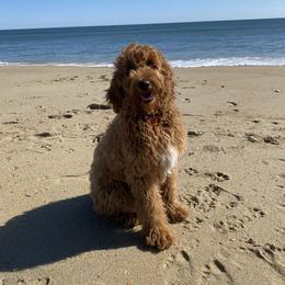 Goldendoodle All Grown Up from Doodlesbyhoney