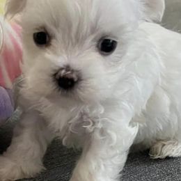 Maltese from Sandi’s Pups