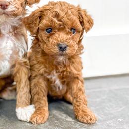 Girl 1 - Apricot female Goldendoodle puppy in Montrose, Michigan from Livy’s Doodles