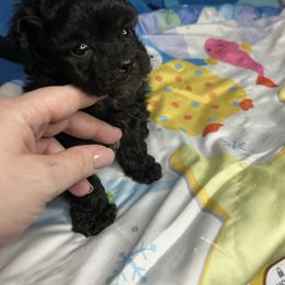 Buddy - Black & white male Maltipoo puppy in Clover, South Carolina from Cudi’s Buddies