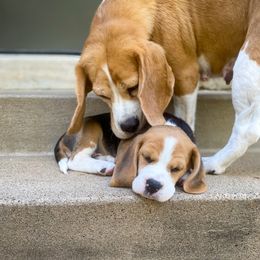 Beagle Puppies from Culben Creek Beagles