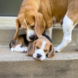 Beagle Puppies from Culben Creek Beagles