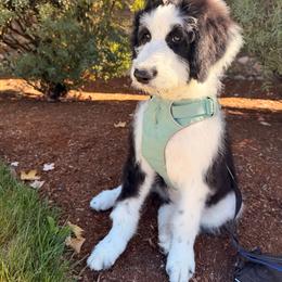 Dixie - Black and white female Sheepadoodle puppy in Vernonia, Oregon from Life Unleashed Farm
