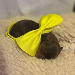 Duchess - Chocolate and tan Yorkshire Terrier puppy in Jacksonville, Florida from TLJ Choco Yorkie Love