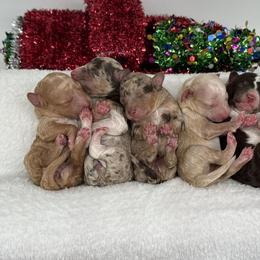 Aussiedoodle puppies from Doodles of Central Texas