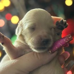 Pecan - Cream female Dachshund puppy in Sebring, Florida from Mini Weenies