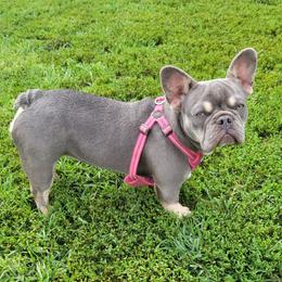 Elsa - French Bulldog