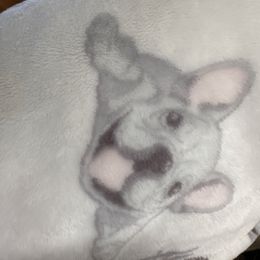 Tinsel - Blue female French Bulldog puppy in Loganville, Georgia from Diamond In The Ruff