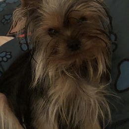 Yorkshire Terrier Puppies from Sassyville EKN Yorkies