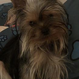 Yorkshire Terrier Puppies from Sassyville EKN Yorkies