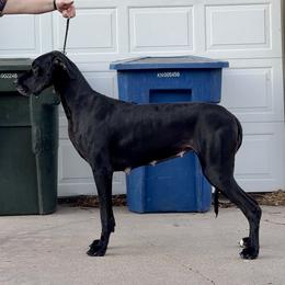 Maggie - Great Dane