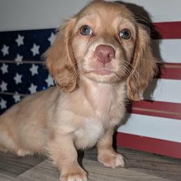Peanut PET ONLY price listed in puppy details - Cream male Dachshund puppy in Unadilla, Georgia from Hamsley's Puppy Palace