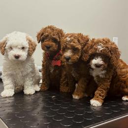 Bernedoodle, Goldendoodle, and Poodle Puppies from 4goldendoodles