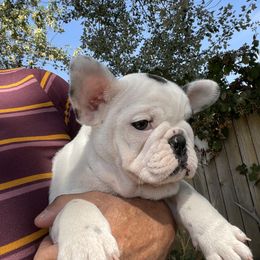 Boston Terrier and French Bulldog Puppies from High Plains