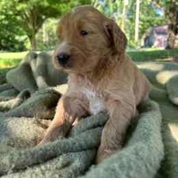 Girl 5 - Chocolate female Goldendoodle puppy in Shippensburg, Pennsylvania from Diller Doodle Pups