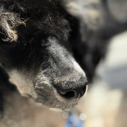 Poodles from PinePoint Poodles